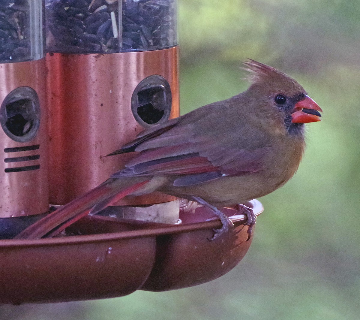 Cardinal rouge - ML643250236