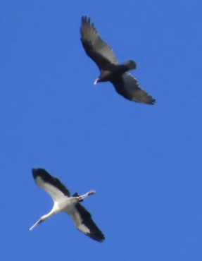 Wood Stork - ML643250250