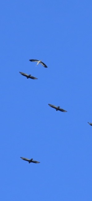 Wood Stork - ML643250251