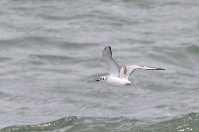 Bonaparte's Gull - ML643250257