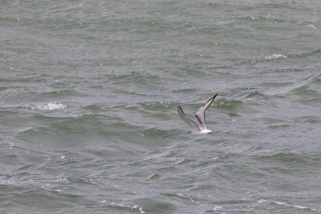 Bonaparte's Gull - ML643250258