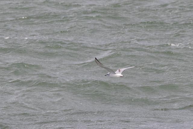 Bonaparte's Gull - ML643250259