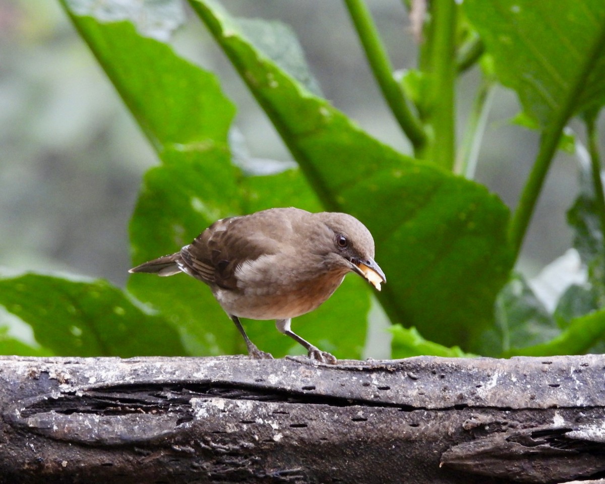 Black-billed Thrush - ML643250261