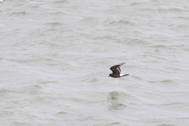 Leach's Storm-Petrel - ML643250267