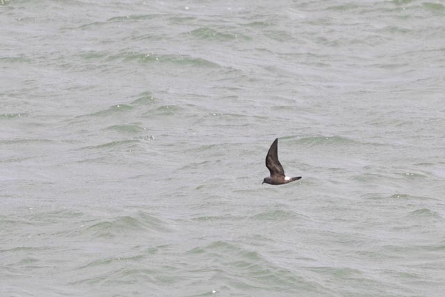 Leach's Storm-Petrel - ML643250268