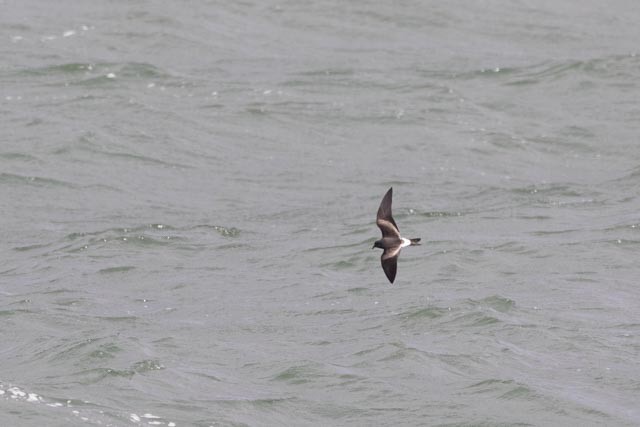 Leach's Storm-Petrel - ML643250269