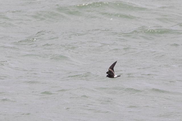 Leach's Storm-Petrel - ML643250270