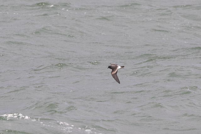 Leach's Storm-Petrel - ML643250271