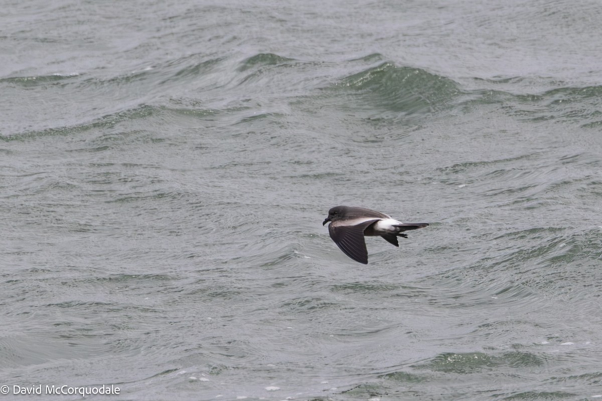 Leach's Storm-Petrel - ML643250272