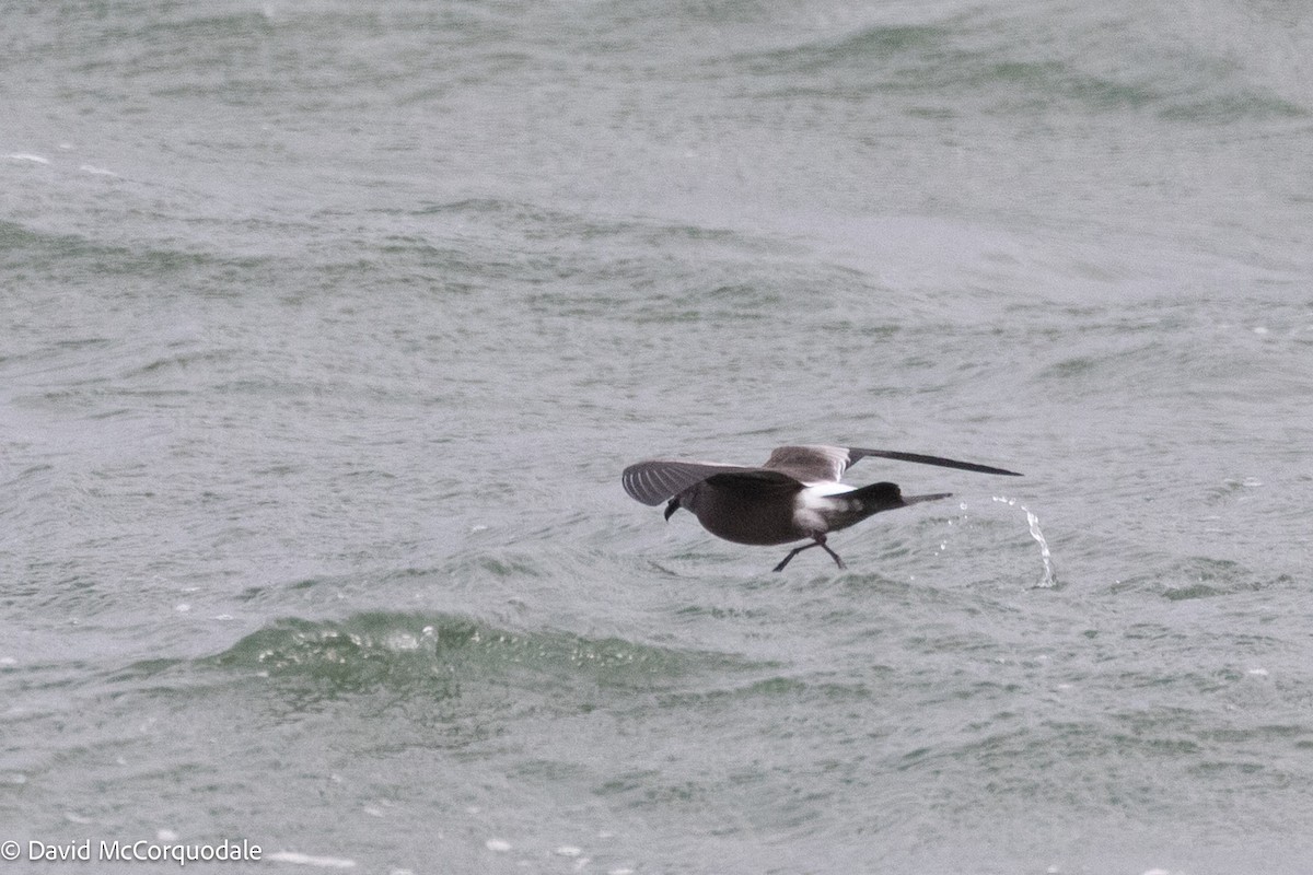 Leach's Storm-Petrel - ML643250273
