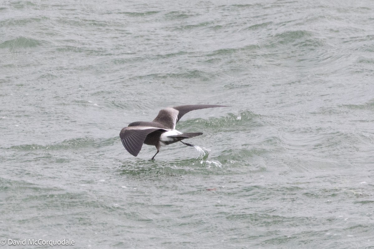 Leach's Storm-Petrel - ML643250274