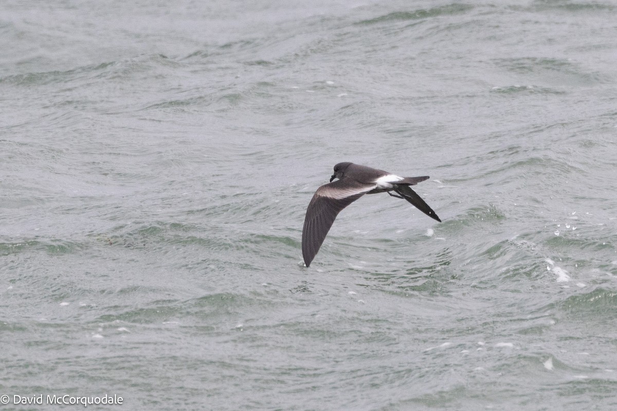 Leach's Storm-Petrel - ML643250276