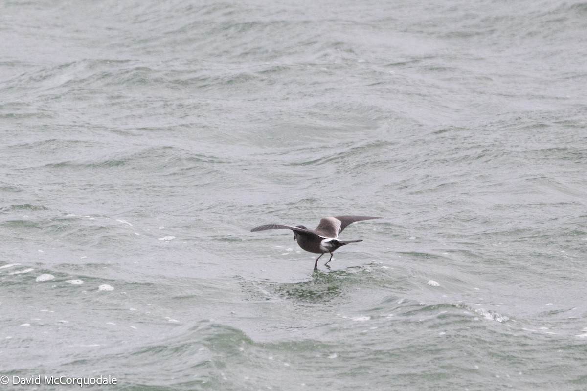 Leach's Storm-Petrel - ML643250277