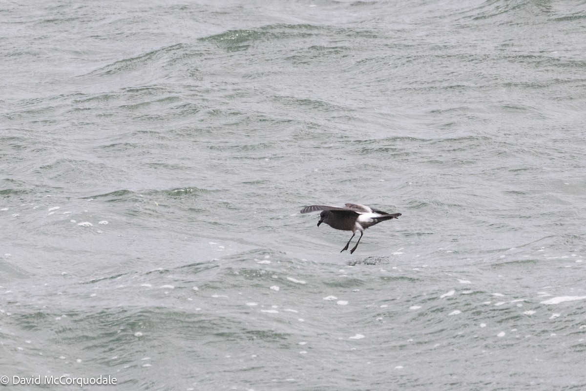 Leach's Storm-Petrel - ML643250278