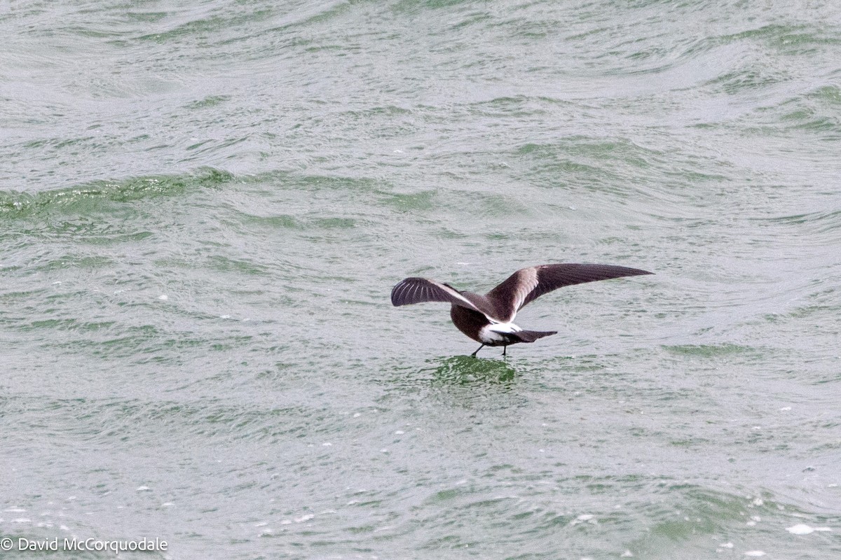 Leach's Storm-Petrel - ML643250280