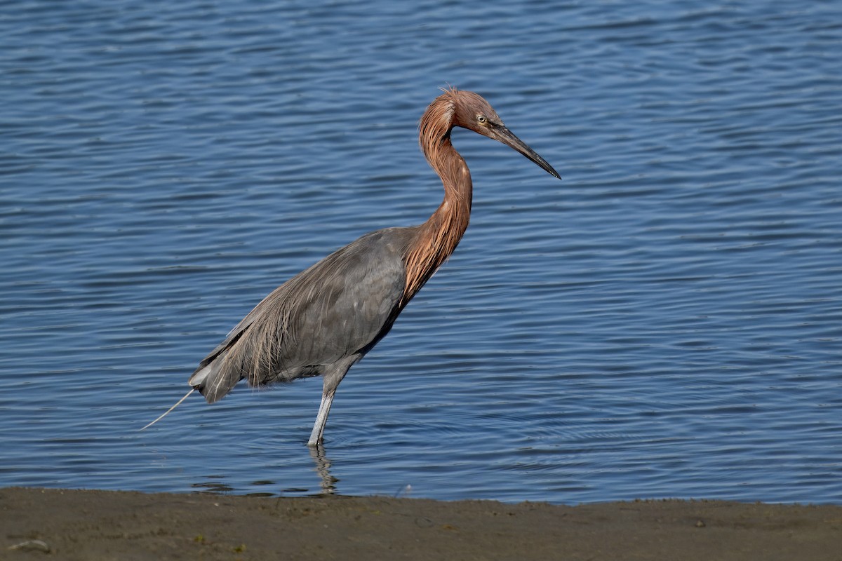 Reddish Egret - ML643250294