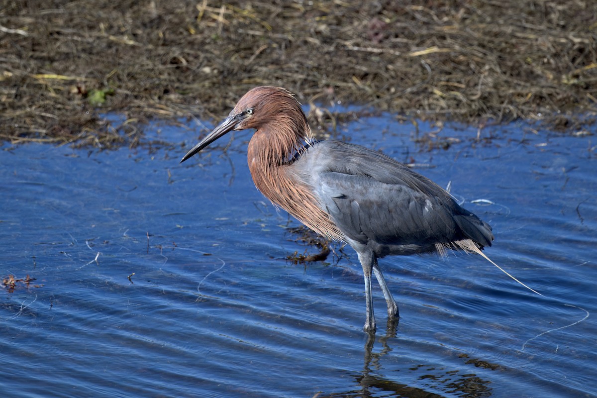 Reddish Egret - ML643250299