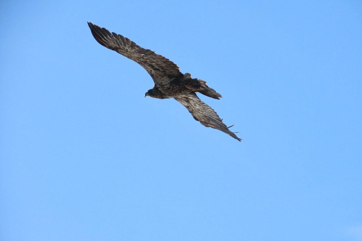 Bald Eagle - ML643250306