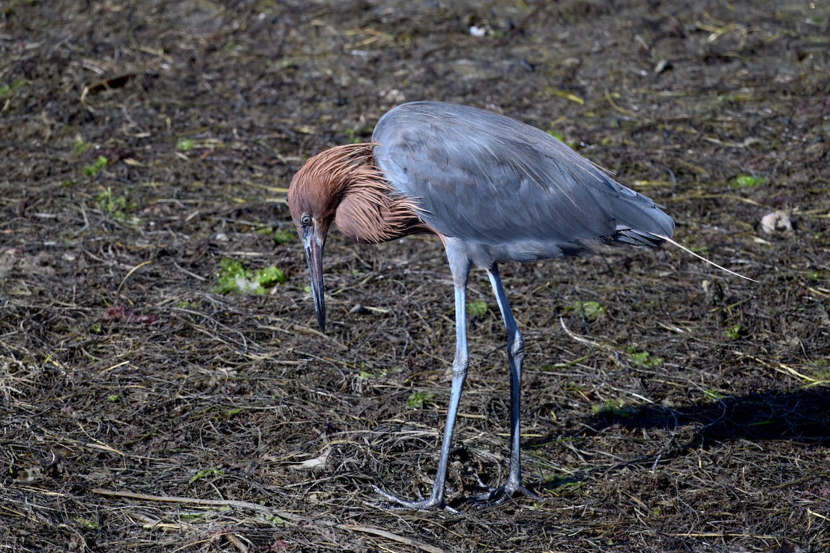 Reddish Egret - ML643250307