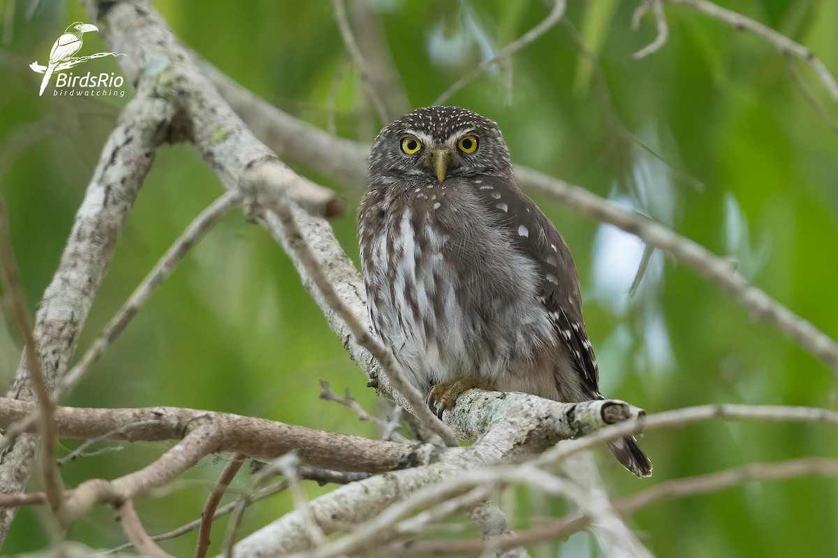 Ferruginous Pygmy-Owl - ML643250314
