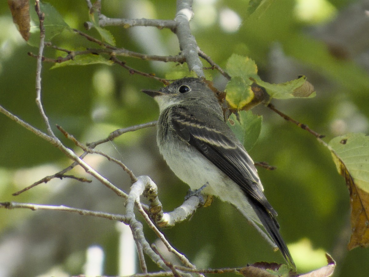 Eastern Wood-Pewee - ML643250357