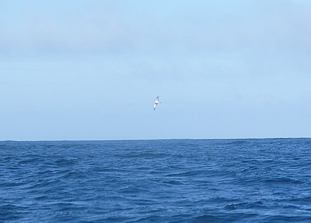 Buller's Shearwater - ML643250359