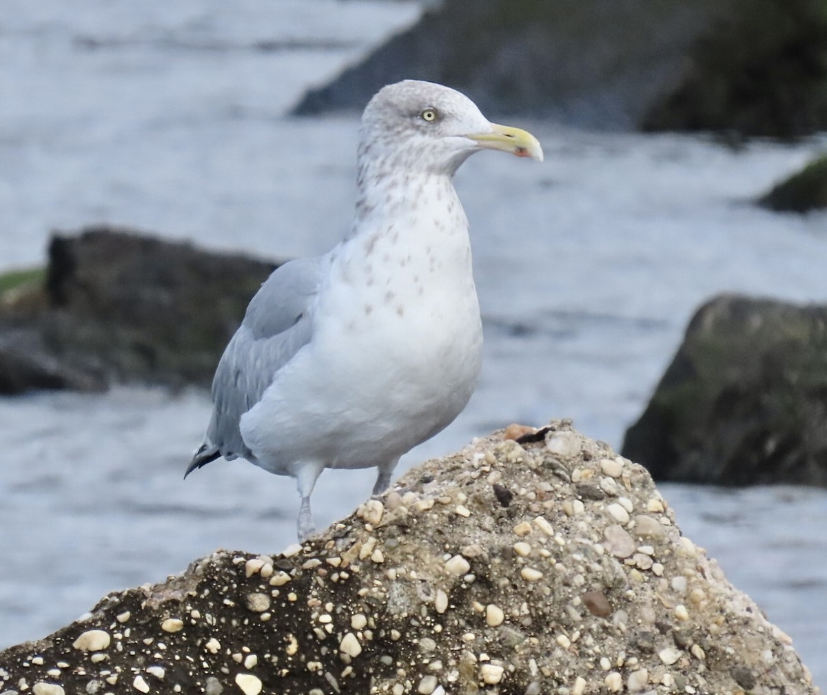 American Herring Gull - ML643250368