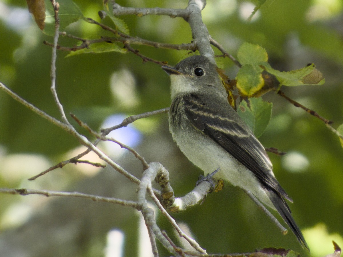 Eastern Wood-Pewee - ML643250369