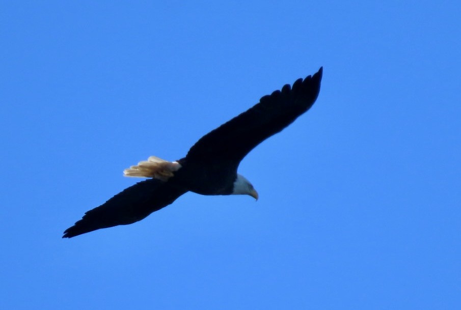 Bald Eagle - ML643250370