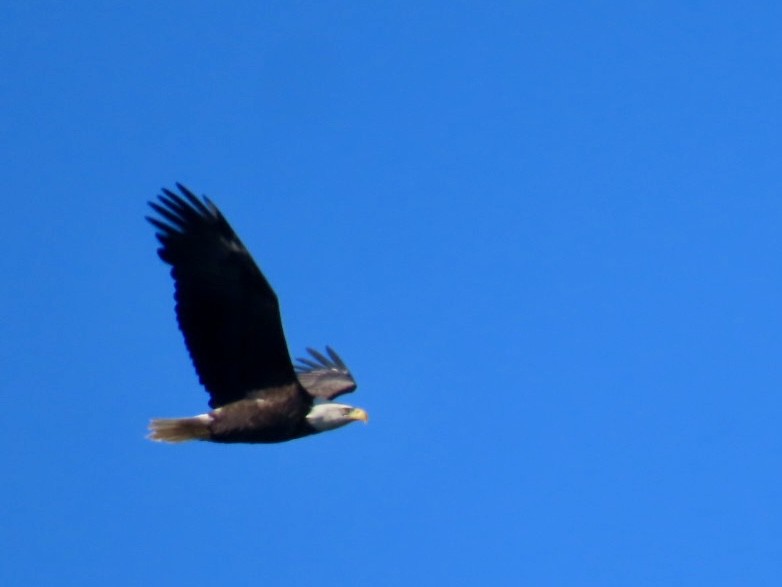 Bald Eagle - ML643250371