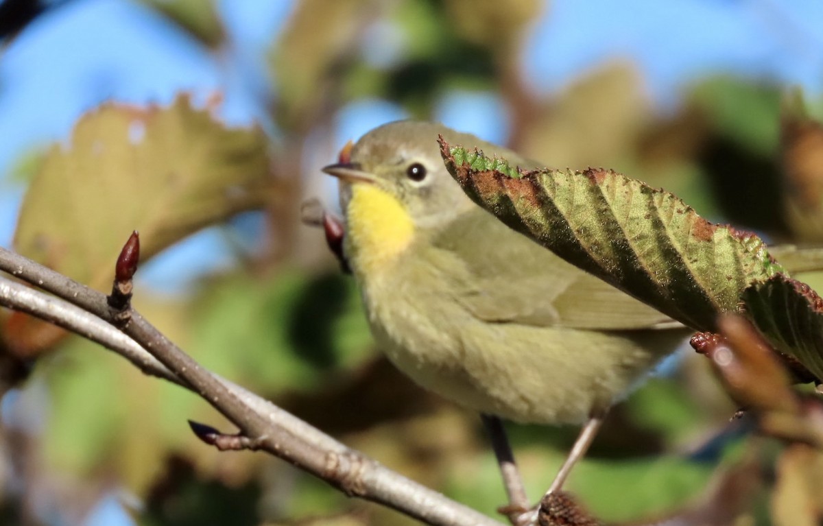 Common Yellowthroat - ML643250389