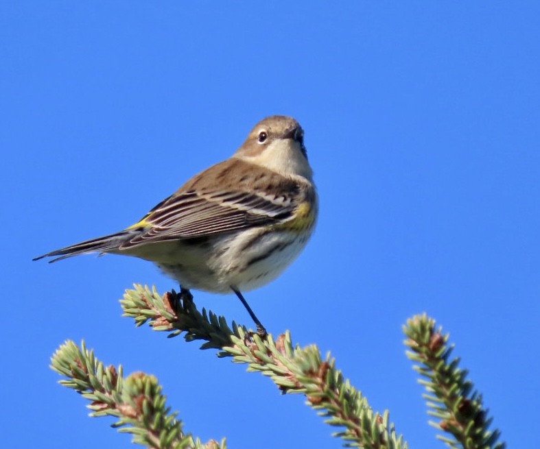 Yellow-rumped Warbler (Myrtle) - ML643250391