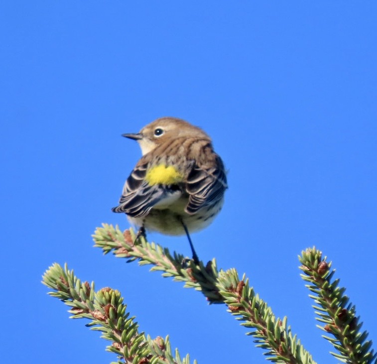 Yellow-rumped Warbler (Myrtle) - ML643250392