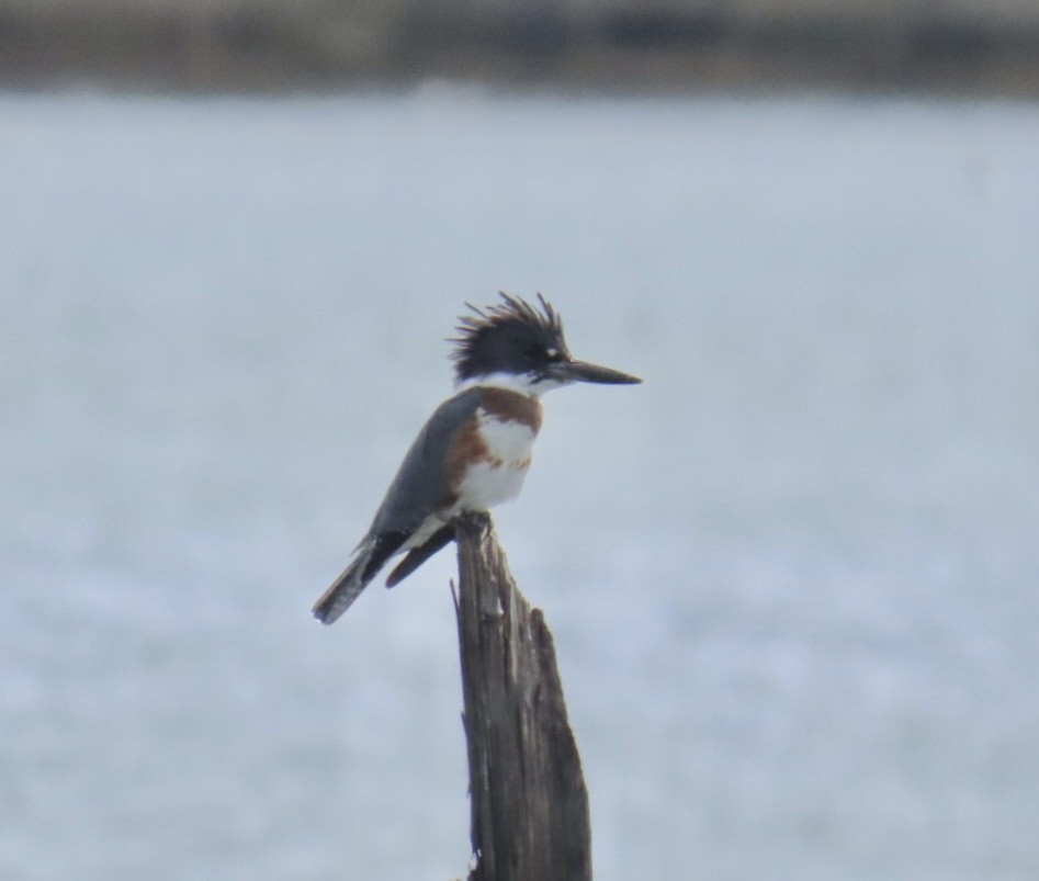 Belted Kingfisher - ML643250393