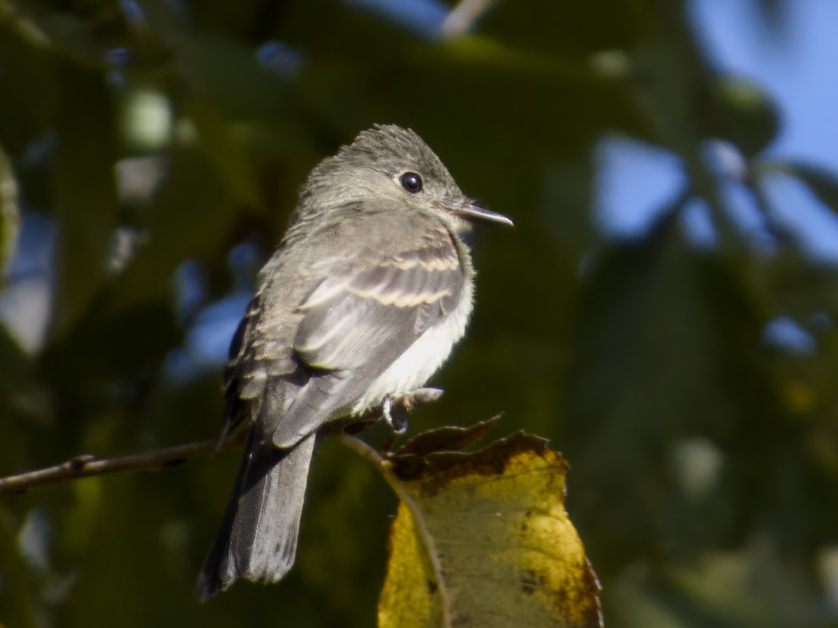 Eastern Wood-Pewee - ML643250394