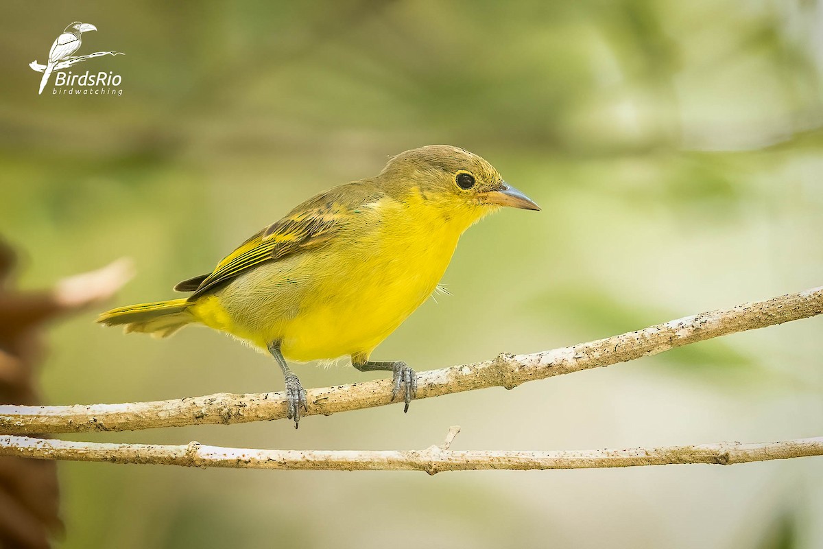 Yellow-backed Tanager - ML643250397