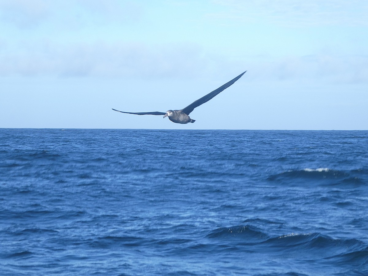 Black-footed Albatross - ML643250402