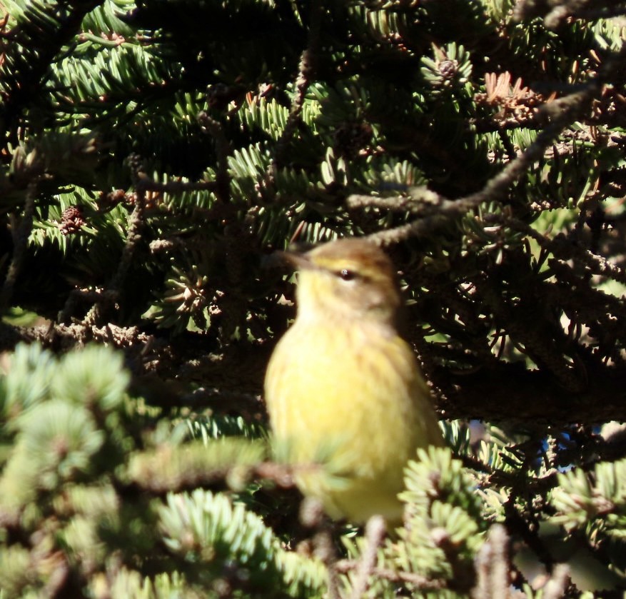 Palm Warbler - ML643250409