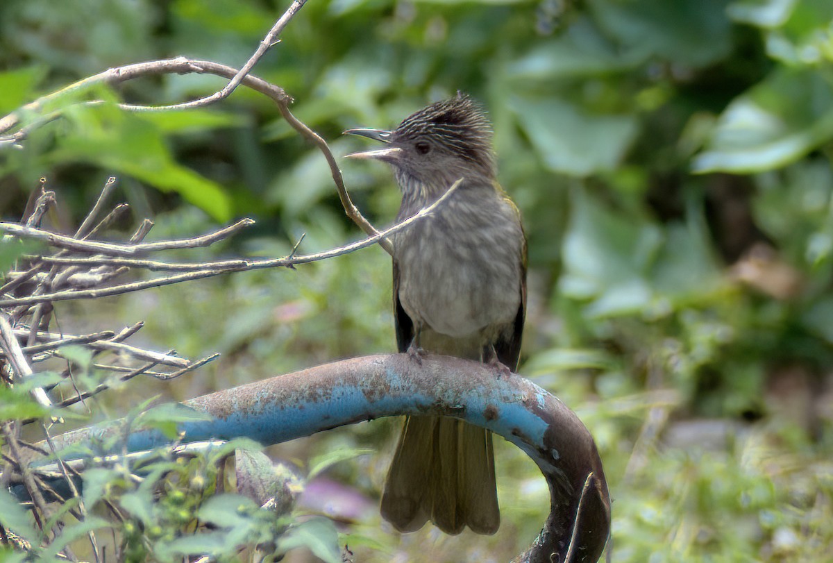 Mountain Bulbul - ML643250429