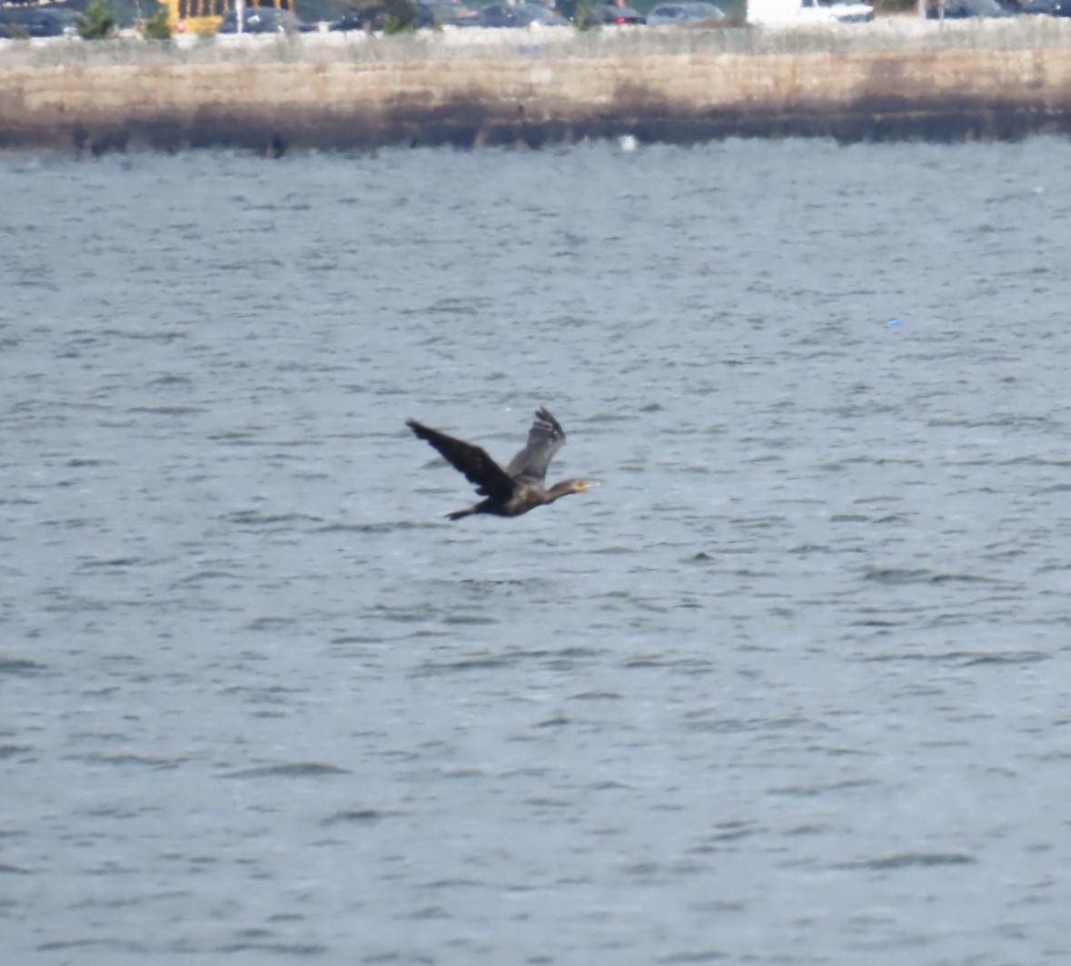 Double-crested Cormorant - ML643250434