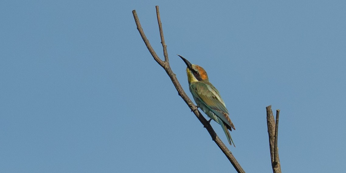 European Bee-eater - ML643250435