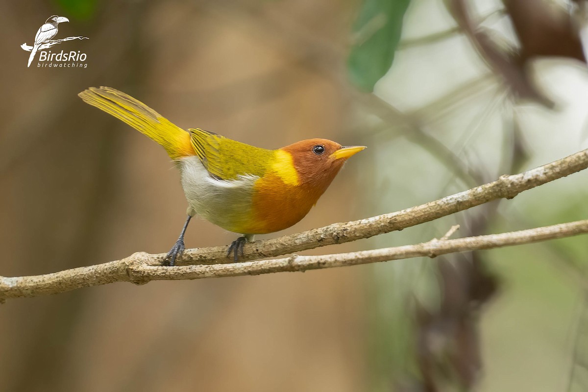 Rufous-headed Tanager - ML643250441