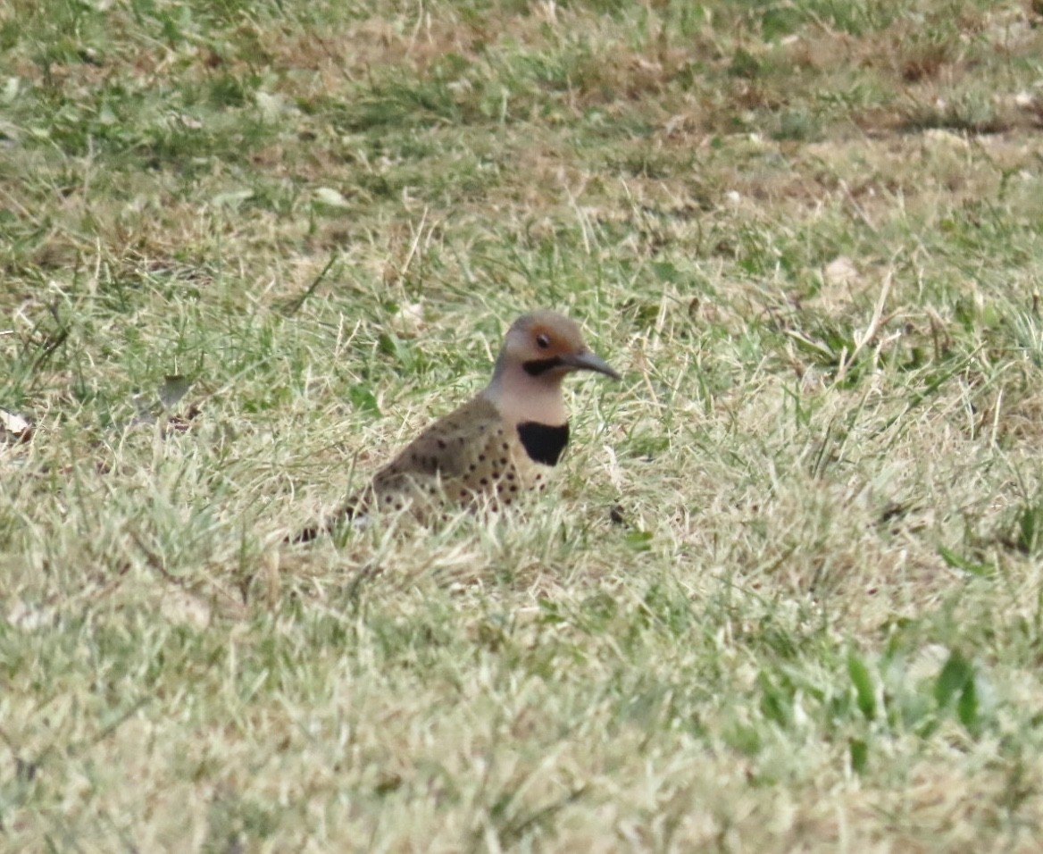 Northern Flicker (Yellow-shafted) - ML643250447