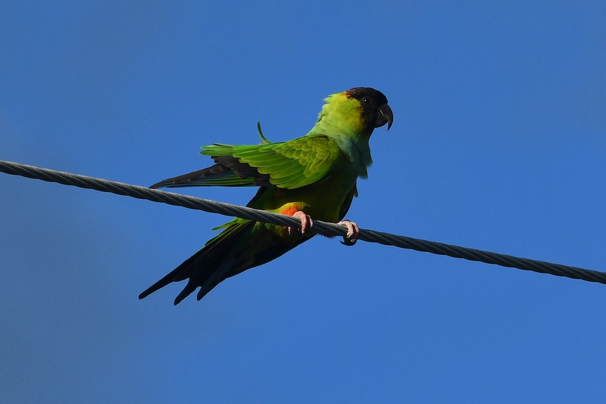 Nanday Parakeet - ML643250453