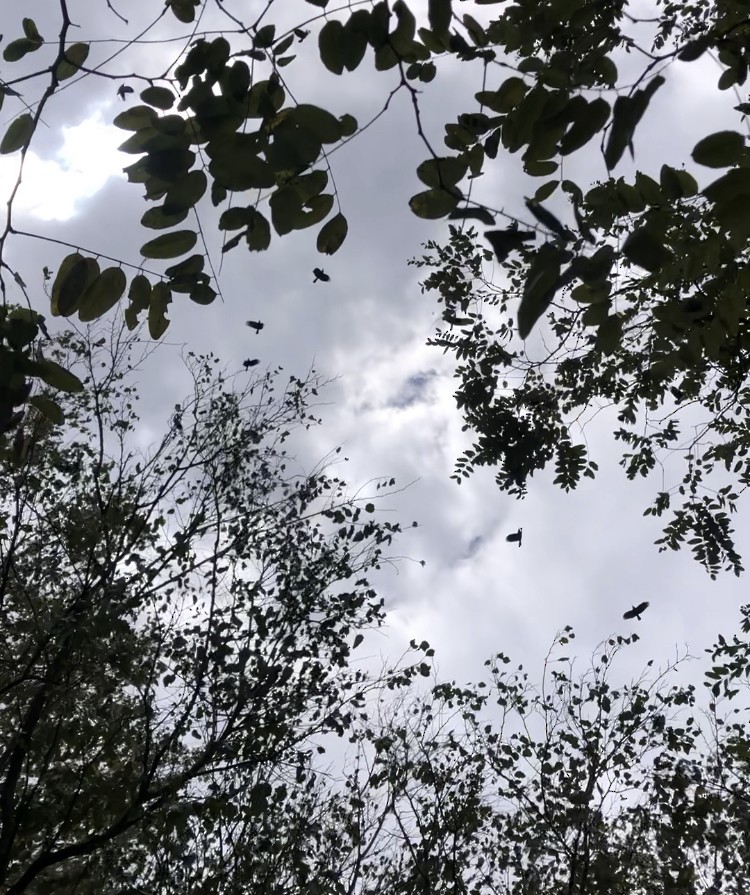 American Crow - ML643250454