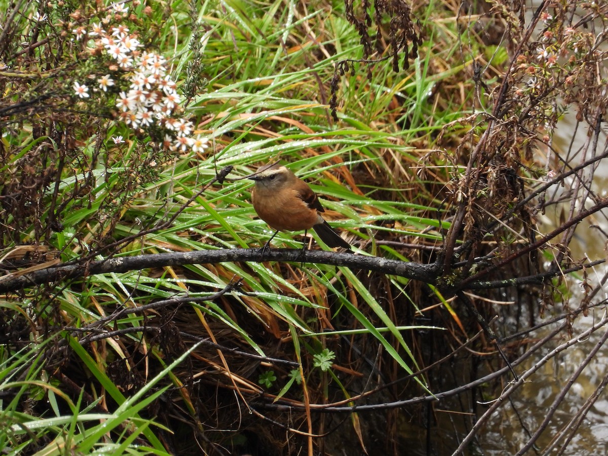 Brown-backed Chat-Tyrant - ML643250468