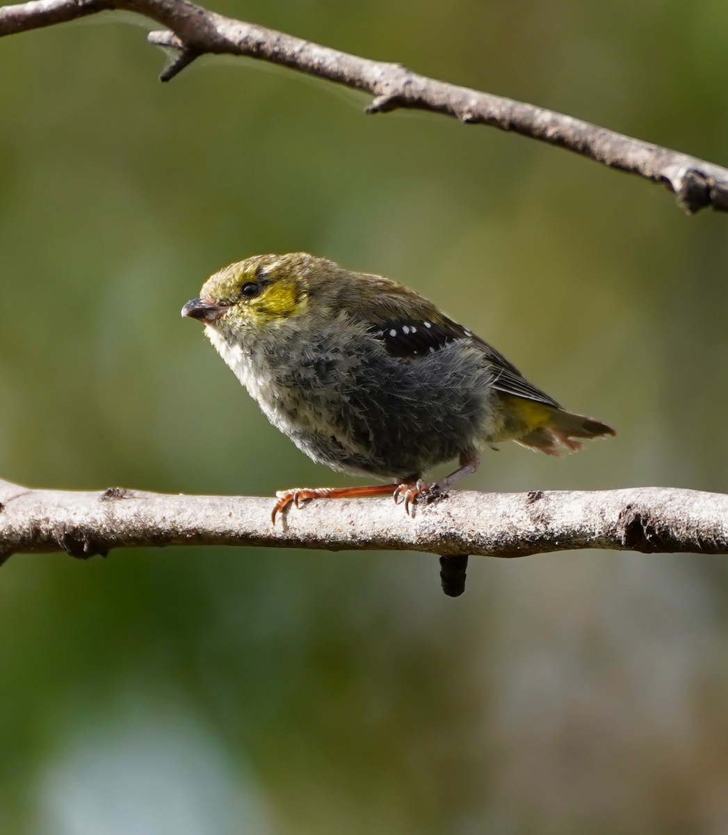 Forty-spotted Pardalote - ML643250469