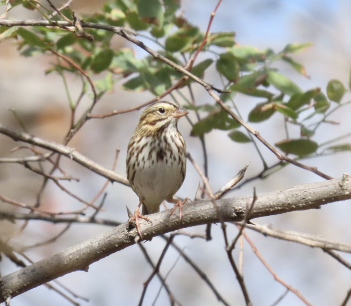 Savannah Sparrow (Savannah) - ML643250479