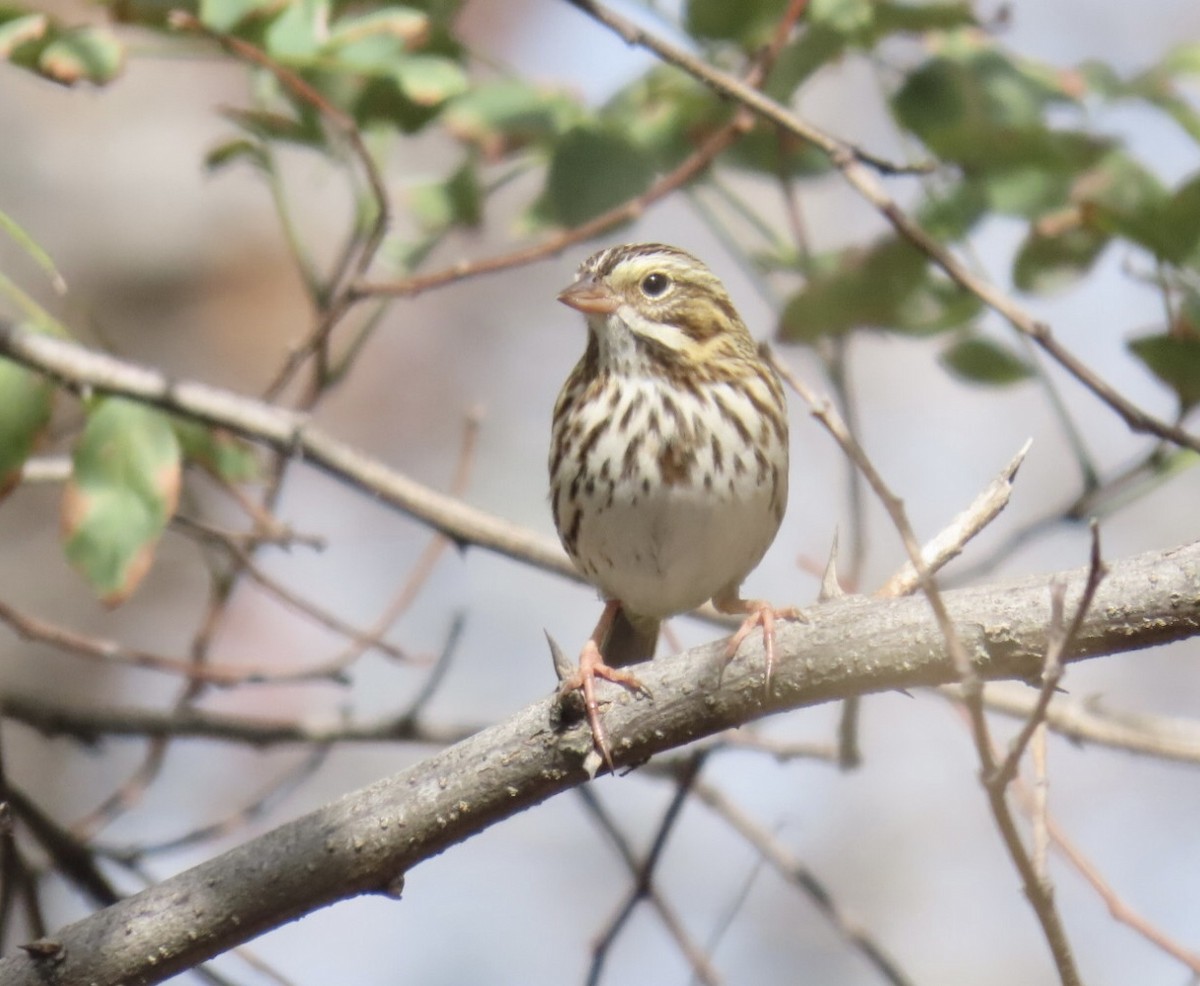Savannah Sparrow (Savannah) - ML643250480