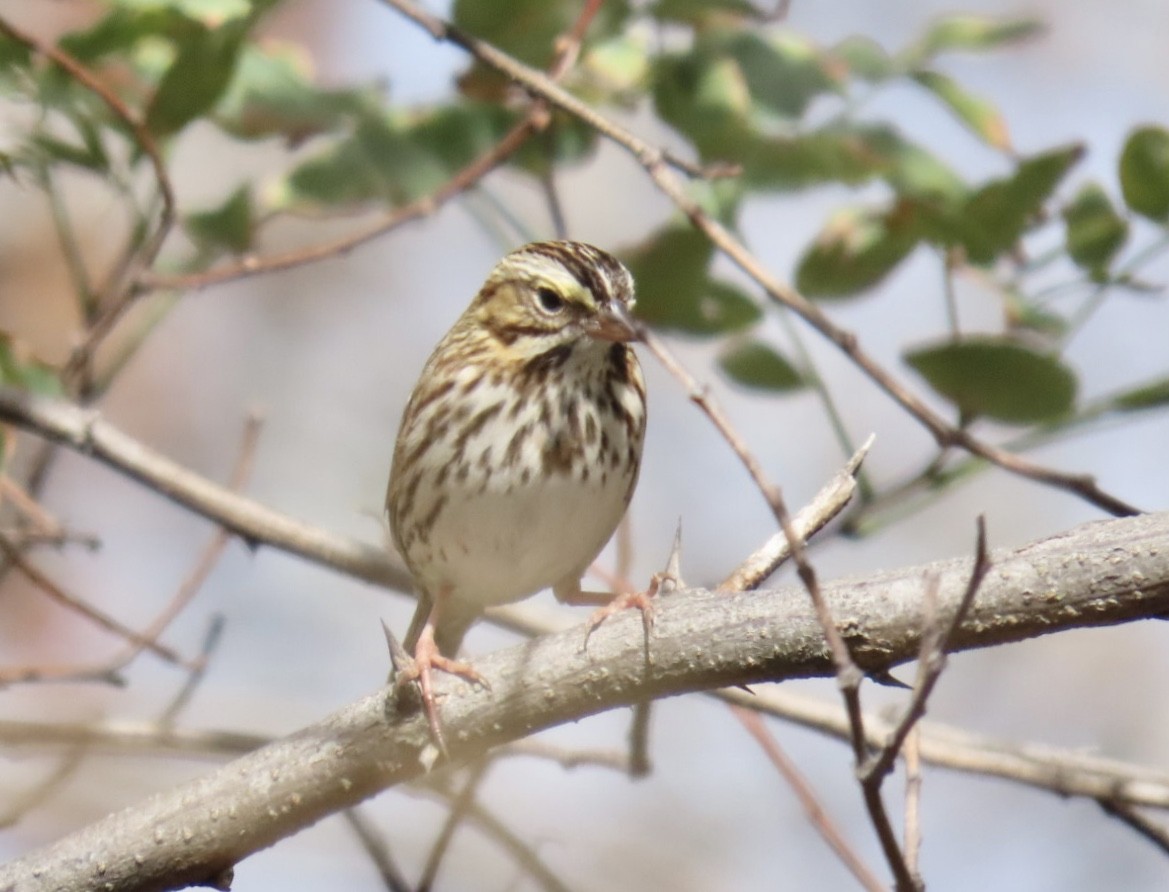 Savannah Sparrow (Savannah) - ML643250485